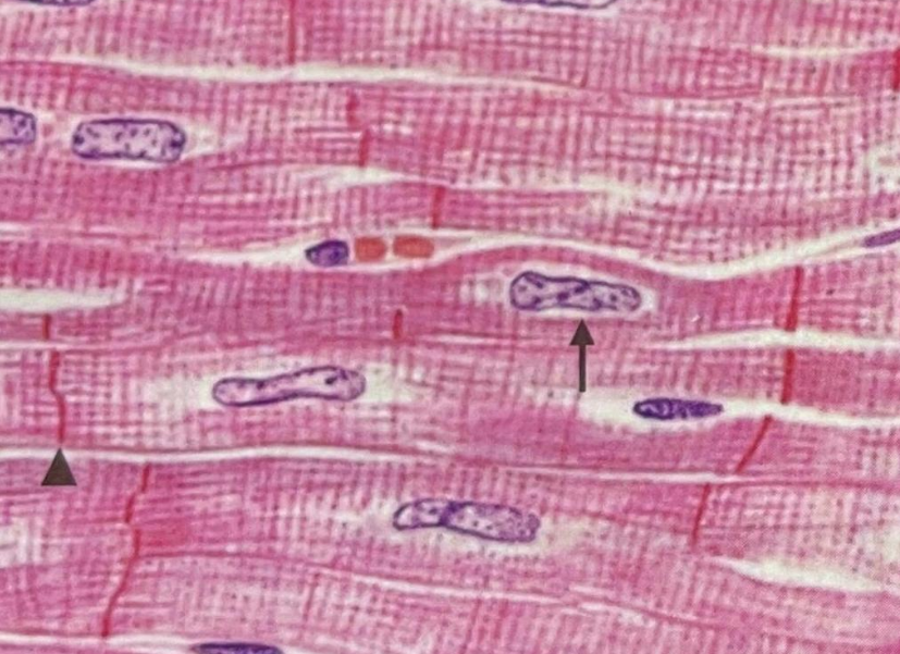 Ascle Stem®️ 心肌细胞培养套装：助力您的心肌细胞实验